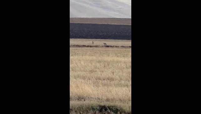 Susuz'da kurt sürüsü görüntülendi