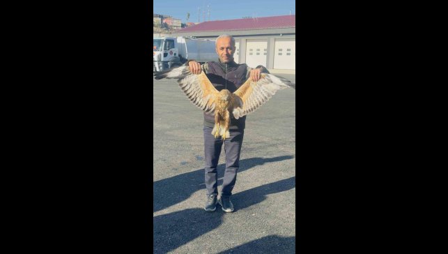 Yüksekova'da bulunan yaralı baykuşu tedavi altına alındı