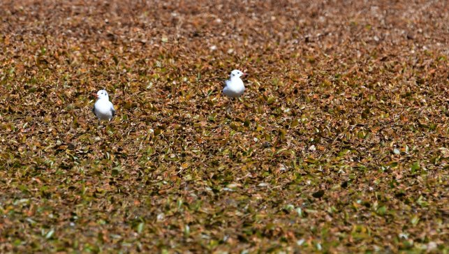 Kars'ta göçmen kuşların konakladığı Asboğa Gölü'nde su 60 metre çekildi