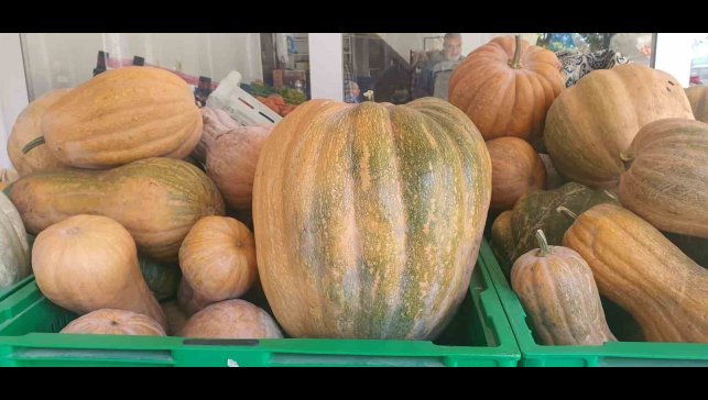 Palu'da ata tohumu kabaklar 35 kiloya ulaştı