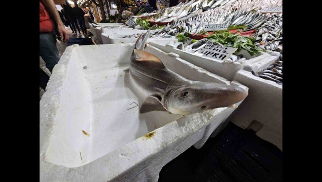Elazığ'da satışa çıkarılan köpek balığı ilgi odağı oldu