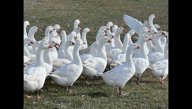 Kars'ta sofralarının vazgeçilmezi: 'Kar yiyen kazlar' kesime hazır