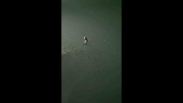 Tunceli'de su samuru görüntülendi