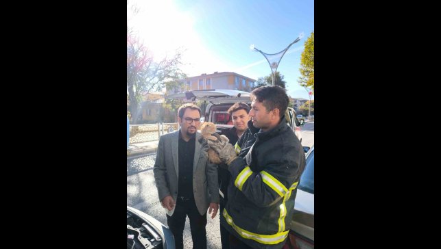 Otomobilin motor kısmına sıkışan yavru kedi itfaiye ekiplerince kurtarıldı