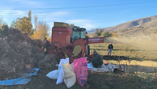 Doğanşehir'de kuru fasulye hasadı başladı