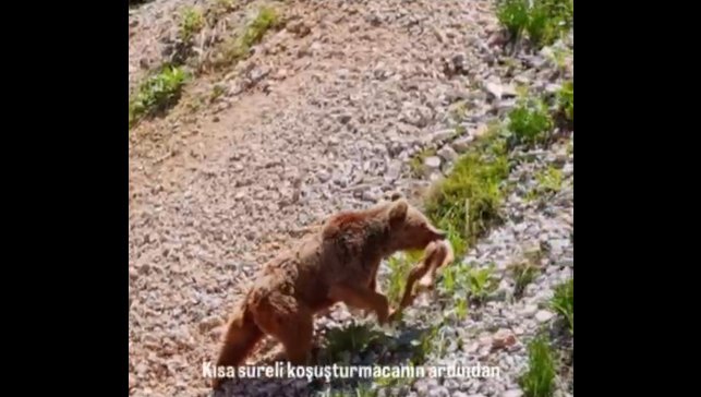 Tunceli'de ayının avı dron ile görüntülendi