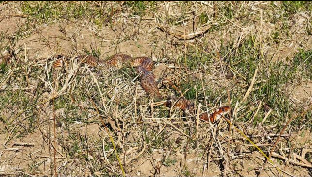 Tatvan'da nadir görülen kırmızı yılan görüntülendi