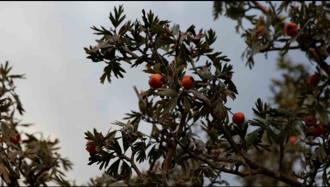 Tatvan'da alıç hasadı