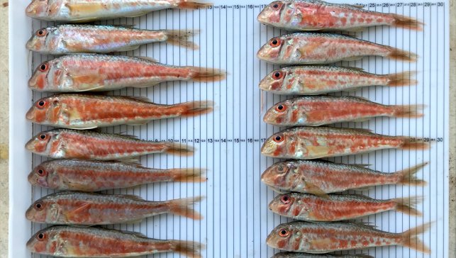 Akademisyenler Karadeniz'de bazı balık türlerinde mikroplastikleri araştırdı