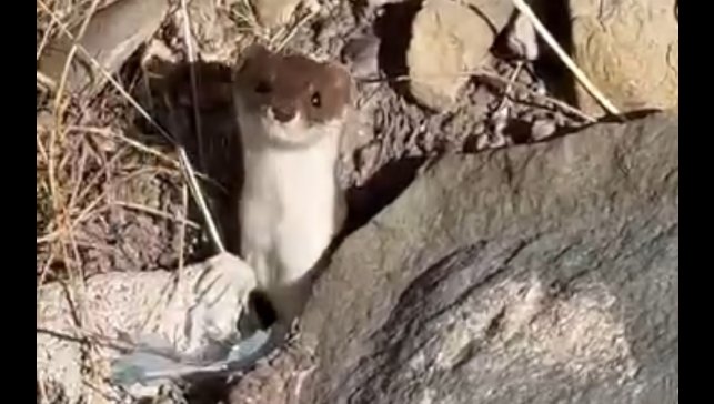 Beyaz gelincik şehir merkezinde görüntülendi