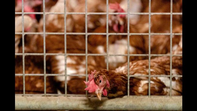 Erzincan'da kuş gribi önlemleri sıkılaştırıldı