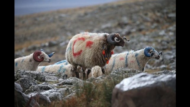 Arpaçay'da koç katımı