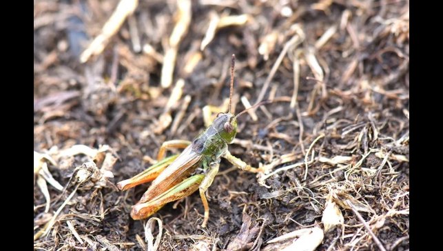 Bilim insanları yeni bir çekirge cinsi keşfetti