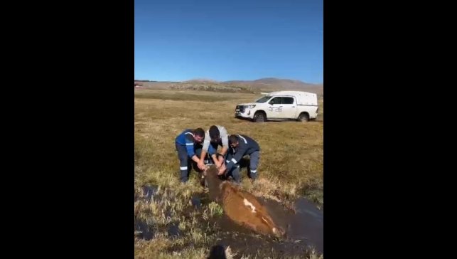 Bataklığa saplanan inek kurtarıldı