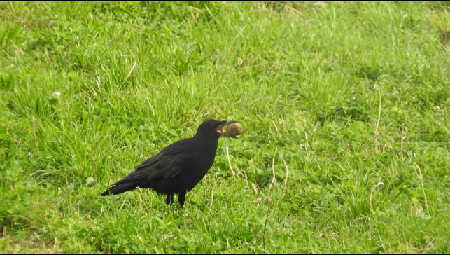 Kargaların unuttuğu cevizler ağaç oluyor