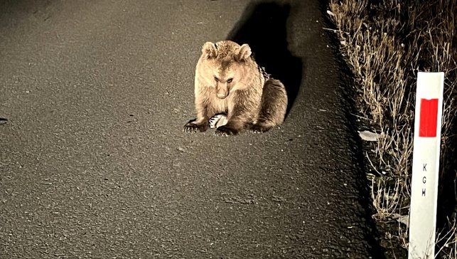 Kars'ta bitkin bulunan bozayı yavrusu tedavi altına alındı