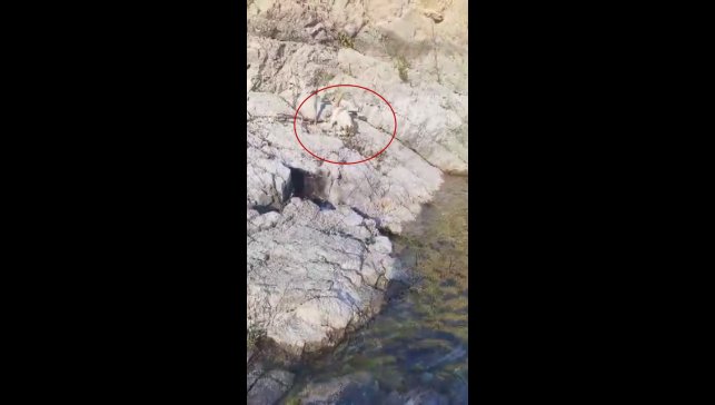 Malatya'da amatör balıkçı ile kedi arasındaki diyalog gülümsetti