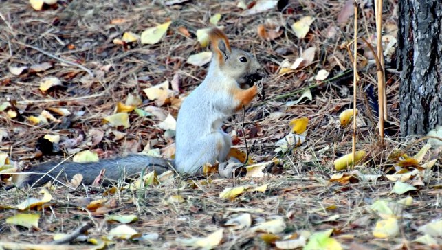 Kars'ta kızıl sincaplar kış uykusu hazırlıklarına başladı