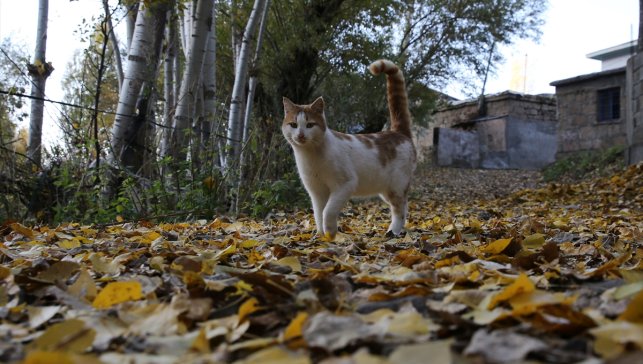 Bitlis'in doğal güzellikleri sonbahar renklerine büründü