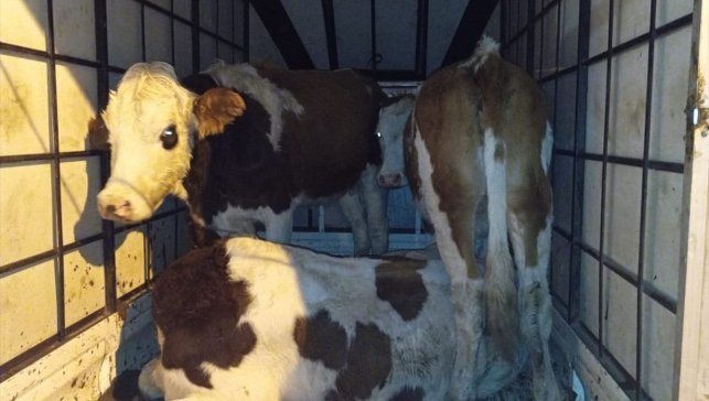 Muş'ta çalıntı 3 büyükbaş hayvanla yakalanan şüphelilerden biri tutuklandı