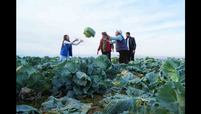 Muş Ovası'nda gönüllü gençlerden çiftçilere hasat desteği