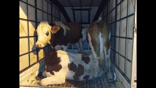 Muş'ta çalınan büyükbaş hayvanlar jandarma kontrolüne takıldı