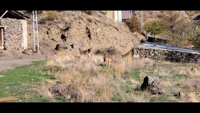 Köyde yaban keçileri özgürce otluyor