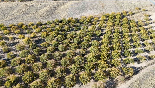 Zirai dondan etkilenen kayısı ağaçları gelecek yıl için umut veriyor