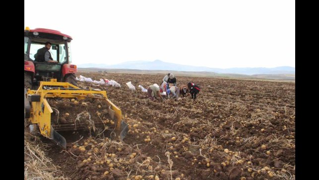 Tercan Ovası'nda kışlık patates bereketi