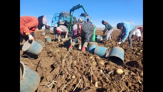 Malazgirt'te ilk defa ekilen patates umut oldu
