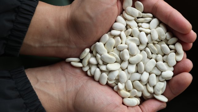 Erzincan'da geliştirilen ve tescillenen fasulyeler genetik miras olarak korunacak