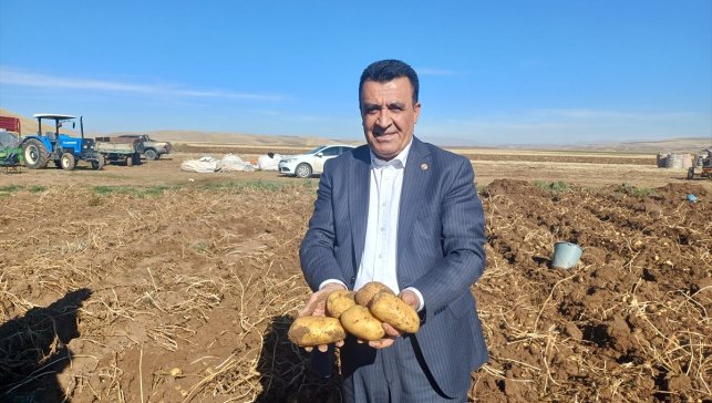Malazgirt'te patates hasadına başlandı