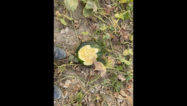 Elazığ'da bahçeler domuzlarının istilasına uğradı