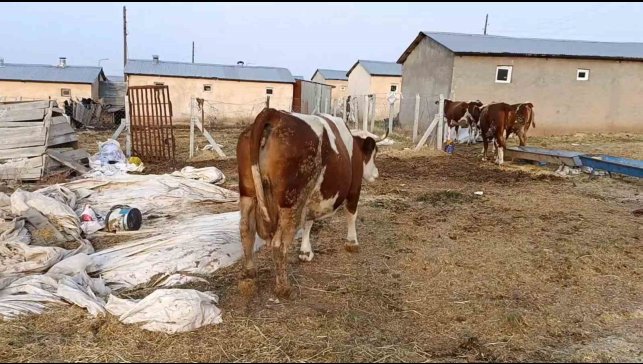 Elazığ'da şap hastalığı ve ölümler üreticiyi zorluyor