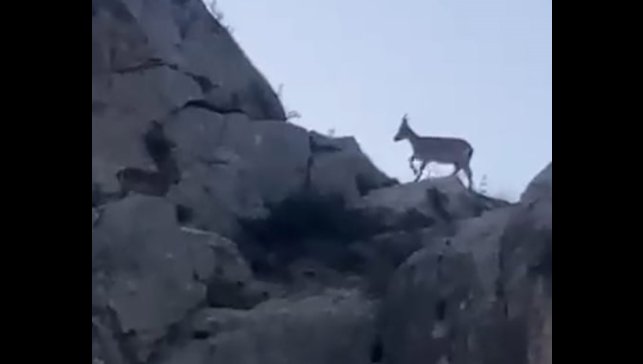 Malatya'da yaban keçileri görüntülendi