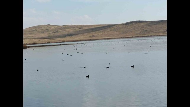 Köyceğiz Göleti'nde yaban ördeklerinden görsel şölen
