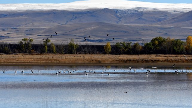 Kars'ta havaların soğumasıyla göçe hazırlanan kuşlar sulak alanlarda görüntülendi
