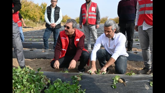 Malatya'da çilek yetiştiriciliğinde hibe destekli proje başladı
