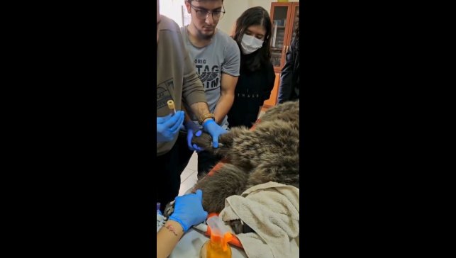 Kars'ta yaralı bozayının tedavisi yapılıyor