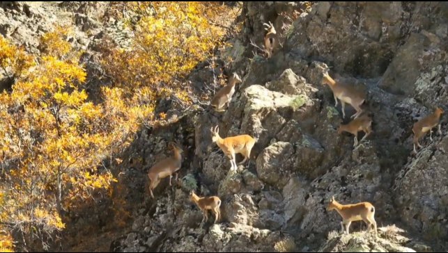 Erzincan dağlarında yaban keçileri görüntülendi