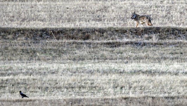 Kars kırsalında kurt ve vaşak görüntülendi