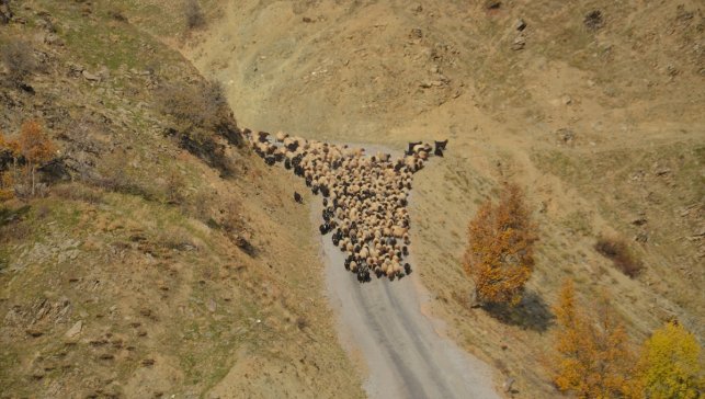 Muş'ta besicilerin sıcak bölgelere yolculuğu başladı