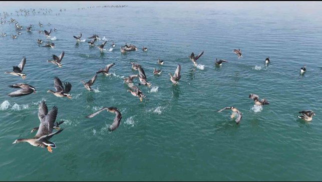 Erçek Gölü'nün yeni misafirleri küçük sakarcalar havadan görüntülendi