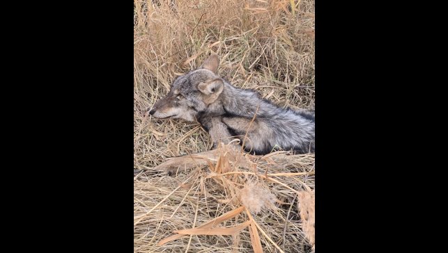Iğdır'da bitkin halde bulunan kurt koruma altına alındı