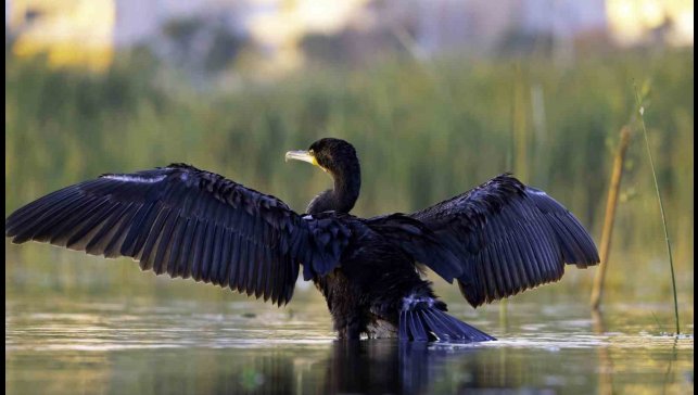Ekşisu Sazlığı, 149 kuş türüne ev sahipliği yapıyor