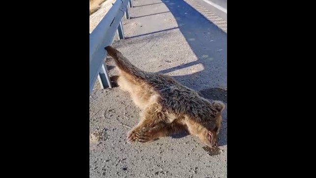 Aracın çarptığı ayı telef oldu