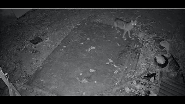 Elazığ'da evin etrafında yiyecek arayan çakal kamerada