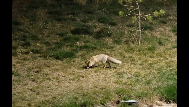 Bitlis sokaklarında tilkiler görüntülendi