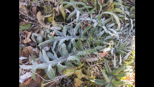 Ardahan'ın Göle ilçesi Türkiye'nin en soğuk yerleşim yeri oldu