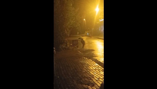 Sarıkamış'ta ayılar kış uykusunu unuttu